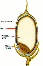 ricekernel