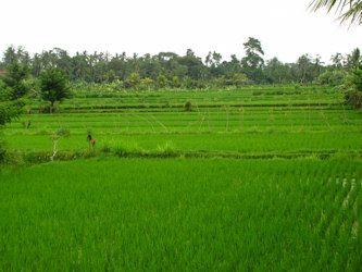 rice fields in Siam Valley, Thailand